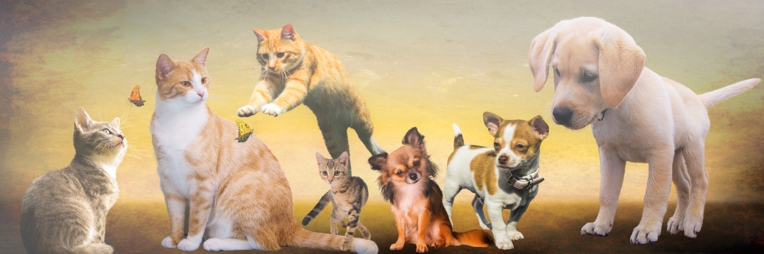 Katzen und Hunde1080